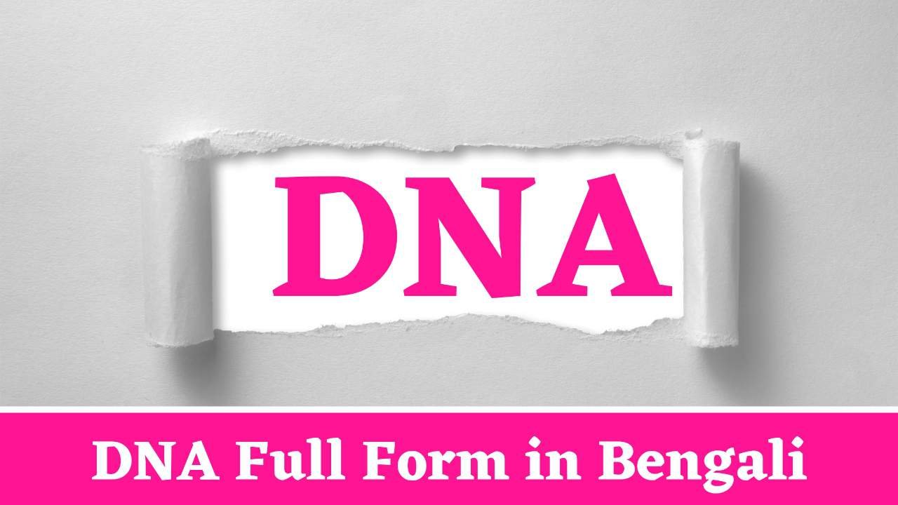 DNA Full Form in Bengali