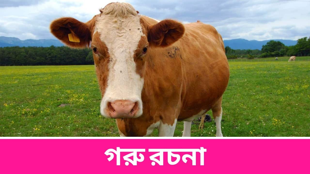 গরু রচনা