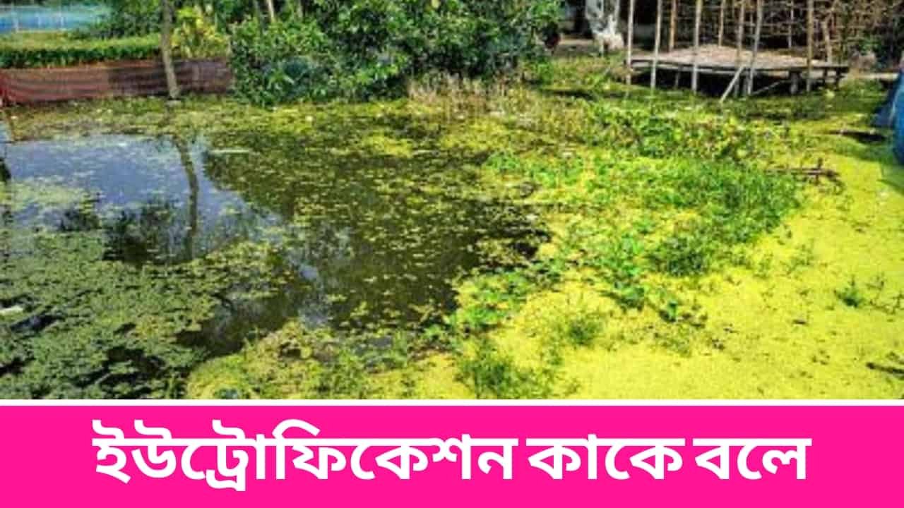 ইউট্রোফিকেশন কাকে বলে