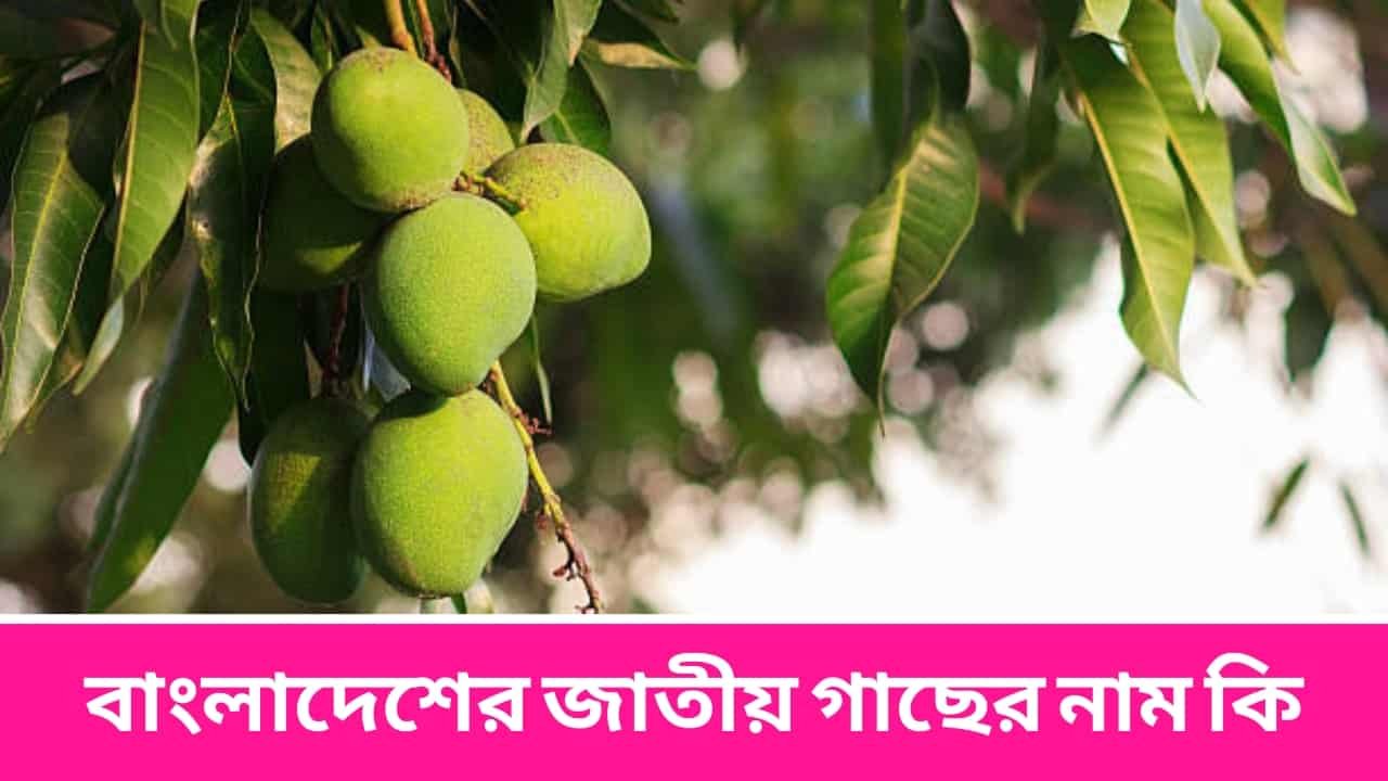 বাংলাদেশের জাতীয় গাছের নাম কি