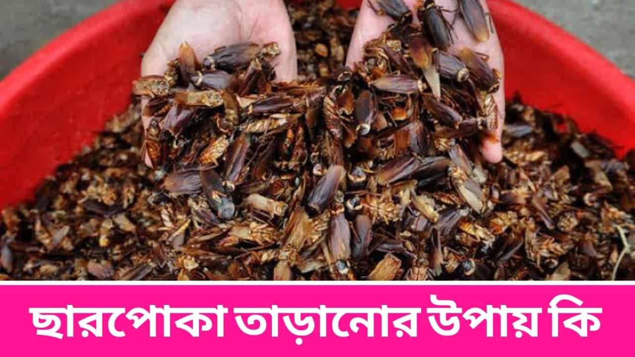 ছারপোকা তাড়ানোর উপায় কি