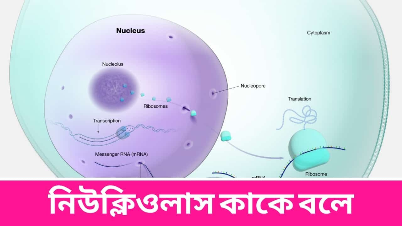 নিউক্লিওলাস কাকে বলে