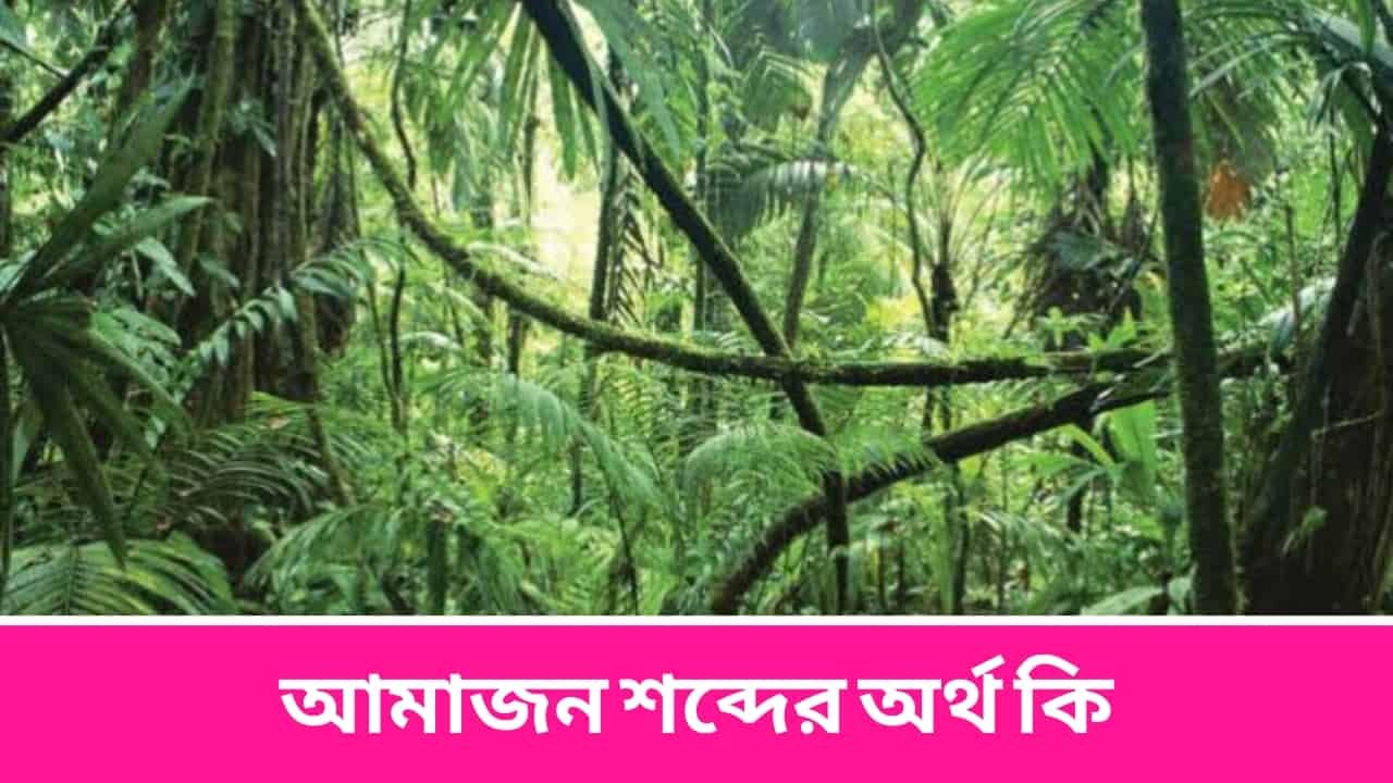 আমাজন শব্দের অর্থ কি