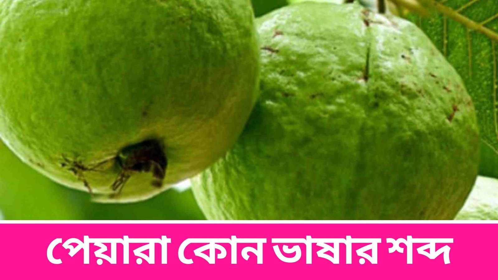 পেয়ারা কোন ভাষার শব্দ