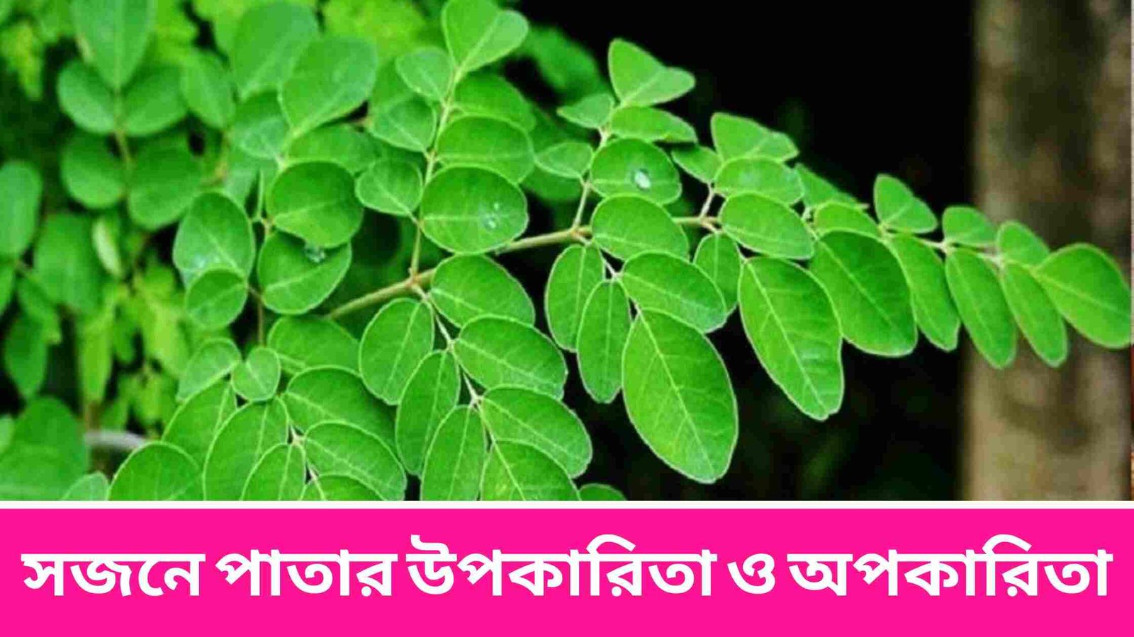 সজনে পাতার উপকারিতা ও অপকারিতা